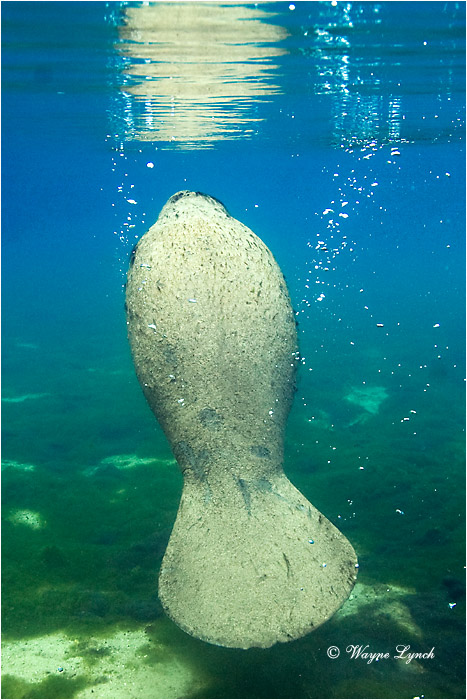 Florida Manatee 104 by Dr. Wayne Lynch &copy;